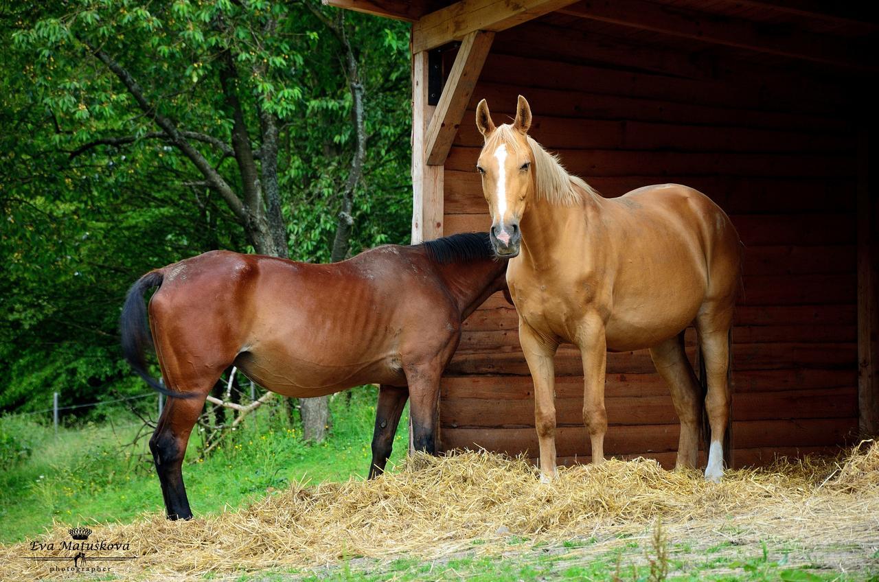 Penzion Stary Pivovar Křtiny Quarto foto